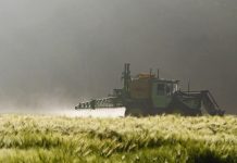 Cereales infantiles contaminados por herbicida causante de cáncer Uno de los cultivos receptores más habituales es el maíz Roundup ready y la soja modificados geneticamente con el fin de que puedan resistir a este herbicida