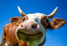 En veinte años la mayoría de carne consumida no se obtendrá de animales sacrificados Vaca sonriendo a la cámara
