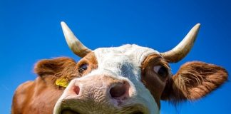 Vaca sonriendo a la cámara