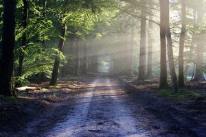 Camino entre árboles frondosos en un bosque