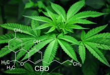Descubren que el Cannabidiol es un asombroso antibiótico Descubren que el Cannabidiol es un asombroso antibiótico