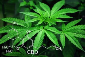 Descubren que el Cannabidiol es un asombroso antibiótico