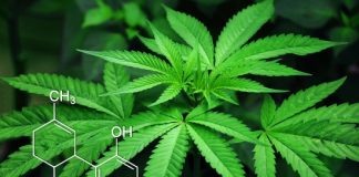 Descubren que el Cannabidiol es un asombroso antibiótico