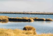 Sentencia histórica que frena una de las amenazas de Doñana y crea buen precedente para los ríos Parque Nacional de Doñana
