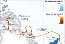 De Europa a América en 76 días: 3.500 km de ruta de un zorro ártico El zorro ártico (Vulpes lagopus) es una de las 10 especies emblemáticas para ilustrar los impactos del cambio climático
