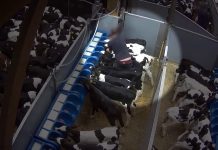 Activistas denuncian prácticas brutales en el transporte de ganado