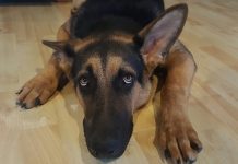 ¿Qué puedes hacer para ayudar a tu perro en caso de fuegos artificiales y/o ruidos fuertes? Perro asustado, con miedo