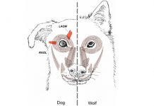 Perro vs Lobo: el músculo que explica la tierna mirada de nuestros amigos caninos Perro vs Lobo, diferencia en sus ojos