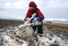 ¿Por qué el cambio climático ha causado la muerte de 200 renos en Noruega? Investigadora en Noruega con restos de un reno