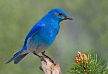 La contaminación acústica también cambia el trino de las aves cantoras Sialia Currucoides / Azulejo de las montañas