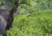 Defendiendo el hábitat del oso: es tiempo de arándanos