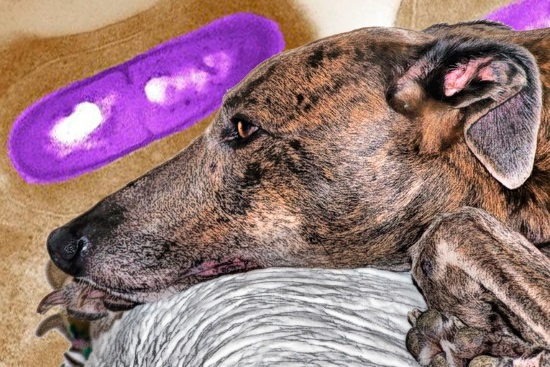 Un galgo ha sido la primera mascota infectada en el brote de listeriosis