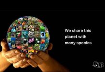 Desacuerdos sobre elefantes, el viraje de Brasil o los recortes de Trump en la protección de especies entre los conflictos en CITES Planeta con mosaico de especies entre las manos de una persona