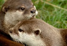 Prohíben la captura de dos especies de nutria de moda en el comercio de mascotas exóticas Nutria adulta con su cría