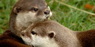 Nutria adulta con su cría