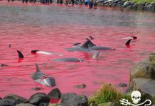 El regreso en las Islas Feroe de la bárbara práctica de matanza de ballenas Caza de ballenas y delfines en las Islas Feroe