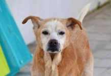 Al tiempo que con 96 años moría su dueña, también se iba Cuco Cuco era un simpático perro de quince años
