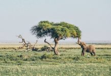 Toneladas de marfil circulan en el mercado mientras los elefantes caminan a la extinción Elefante africano