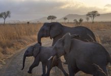 CITES frena la práctica de arrancar crías de elefantes de sus familias para llevarlos a zoos de China y EEUU Elefantes caminando con una cría