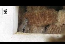 Tres nuevos cachorros alejan un poquito más al lince de la extinción