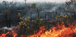 Incendio en el Amazonas