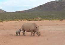 Sudáfrica recibe permiso para aumentar la matanza de rinocerontes Rinoceronte con su cría en África