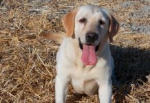 Así luchan nuestros héroes peludos contra el veneno en los campos Perro de unidad de detección de veneno en el campo