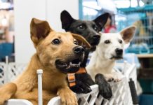 Soluciones a una situación «inmoral» en el Día del Animal sin Hogar Cariñosos perros aguardando ser adoptados