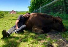 Esta granja propone terapia de abrazar y acurrucarse con sus vacas Chico acurrucado con una vaca