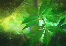 Éxito de extracto del cannabis en el tratamiento de epilepsia en niños Creación artística a partir de una planta de cannabis