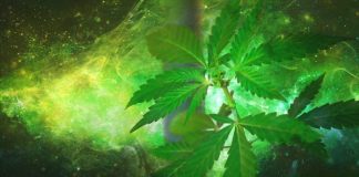 Creación artística a partir de una planta de cannabis