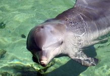 Denuncian la muerte de otro delfín obligado a actuar en un acuario Delfín triste en acuario