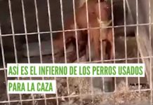 Activistas denuncian en Córdoba que se financie una feria de caza con dinero público Captura de vídeo denuncia sobre perros usados en caza