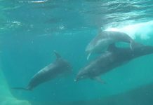 Así liberaron a tres delfines atrapados en una almadraba