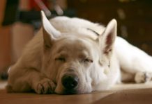 «Tu perro duerme en tu corazón, y a veces se despierta y mueve la cola» Perro blanco duerme apaciblemente sobre el suelo