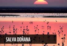 Supermercados europeos piden que Andalucía abandone el plan para legalizar el regadío ilegal en Doñana Fauna en un atardecer en Doñana