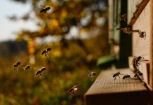 El Europarlamento acepta investigar el impacto de los pesticidas en la muerte masiva de abejas Abejas volando de regreso a su colmena