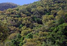 ¿El último gran alcornocal de la Costa del Sol? Pronto lo arrasarán para construír viviendas de lujo Alcornocal de Elviria