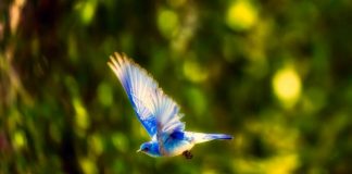 Ave azul volando con alas desplegadas sobre un fondo de bosque verde