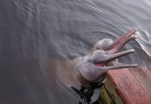 Los delfines rosas del Amazonas víctimas de grave contaminación por mercurio Delfines rosados asoman la cabeza fuera del agua sonrientes en el Amazonas