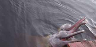 Delfines rosados asoman la cabeza fuera del agua sonrientes en el Amazonas