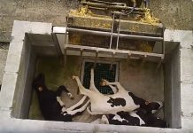 Terneros asesinados a martillazos o pateados en la cabeza: documentan el maltrato en granjas francesas