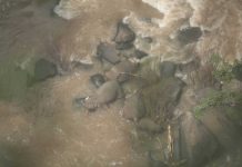 Seis elefantes mueren en una cascada y salvan a dos heridos que trataban de rescatar una cría Elefantes ahogados al fondo de una cascada en Tailandia