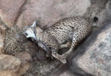 Cazadores han matado cuatro linces este año en Castilla-La Mancha Lince muerto en un cepo