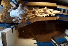 Mataderos españoles sacrificaron 910 millones de animales en 2018 maltrato de animales en matadero