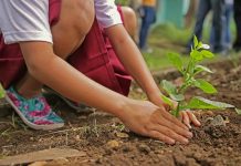 ¿Te sumas a la mayor plantación colaborativa #PorElClima? 6DNow Niña planta árbol en un bosque