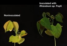 Hallan un nuevo antibiótico producido por una bacteria que habita el suelo de un bosque tropical