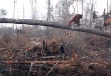 La desesperación de un orangután que lucha con una excavadora que destruye su hogar Orangután se enfrenta a excavadora en la selva de Indonesia