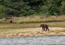 El dramático impacto de la crisis climática en la vida del oso grizzly