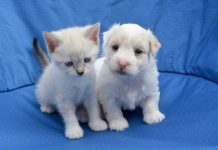Portugal regula la tenencia de mascotas: registro, tasa y no más de cuatro por hogar Pequeños cachorros de gato y perro de color blanco en un sofá azul